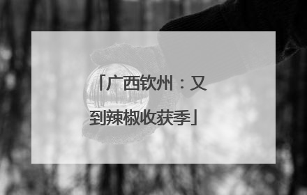 广西钦州：又到辣椒收获季